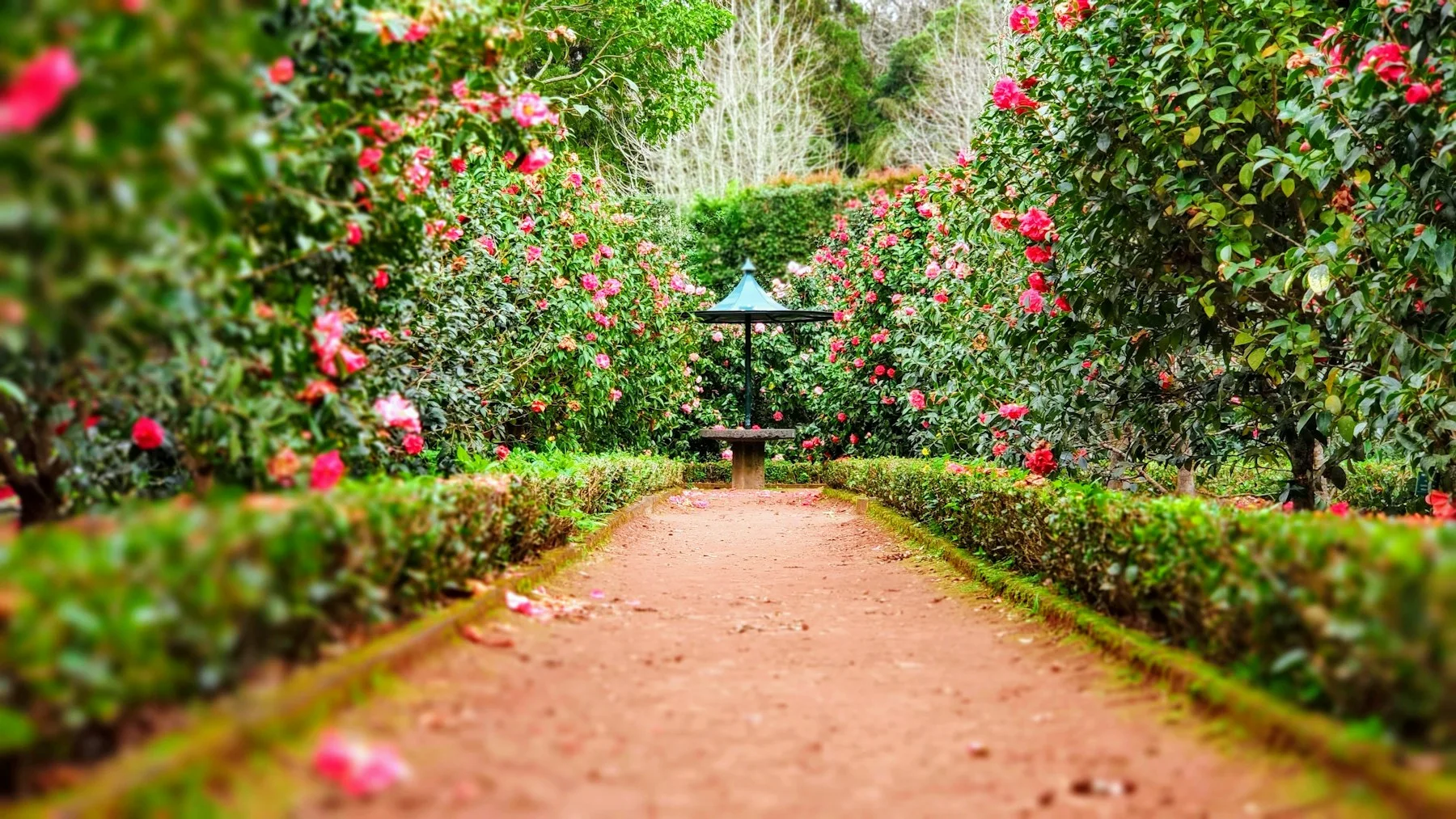 Garden inspiration: a leafy path surrounded by flowers